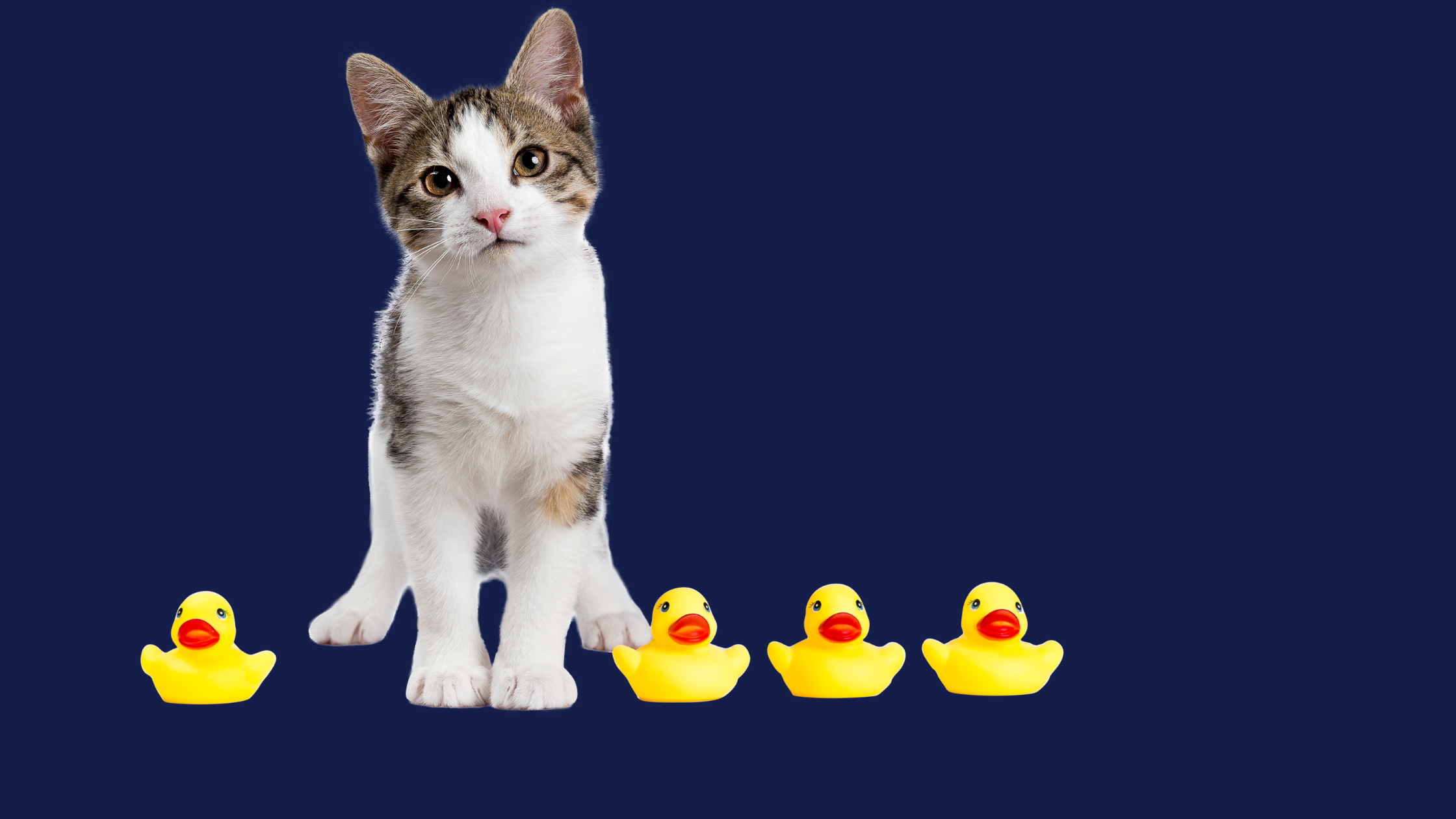 Cats and Ducks: How pets in the workplace can boost productivity